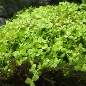 tropica Micranthemum tweediei MONTE CARLO Must-Have
